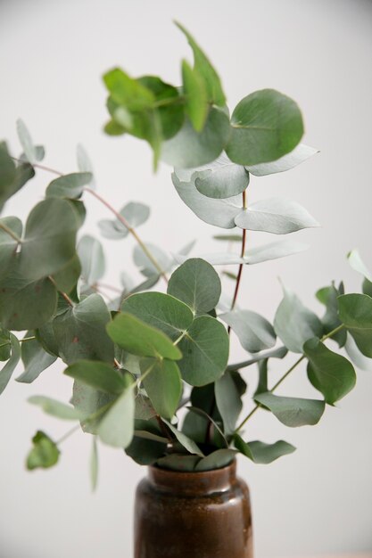 Cerrar en planta de eucalipto