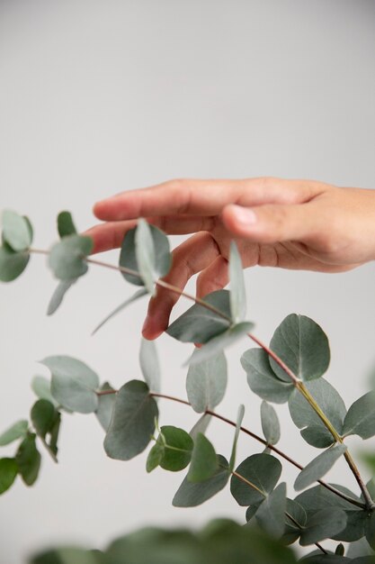 Cerrar en planta de eucalipto