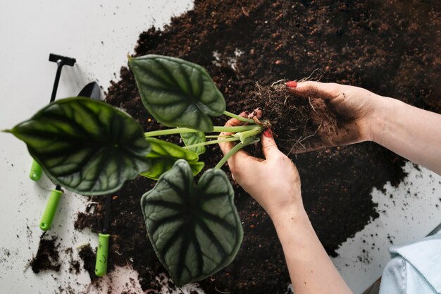 Cerrar la plantación del bulbo de la planta en el suelo