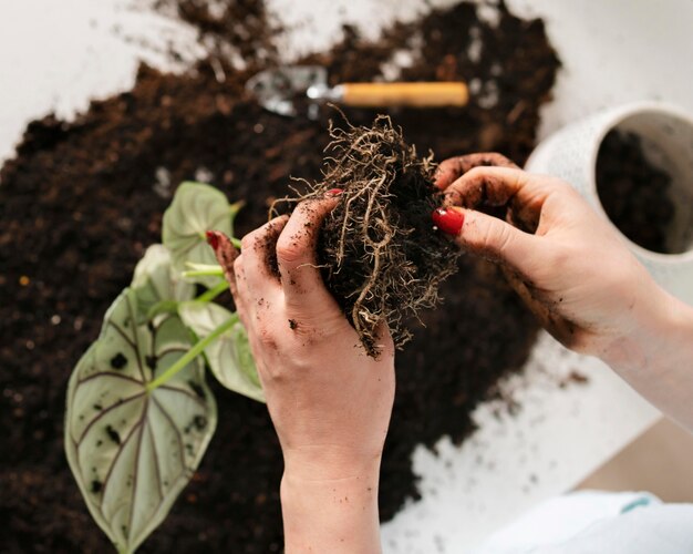 Cerrar la plantación del bulbo de la planta en el suelo