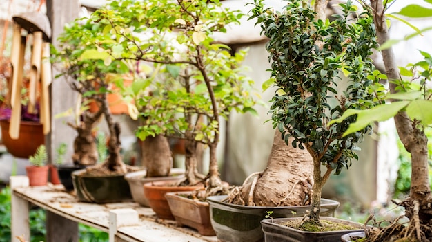 Cerrar plantas en el jardín