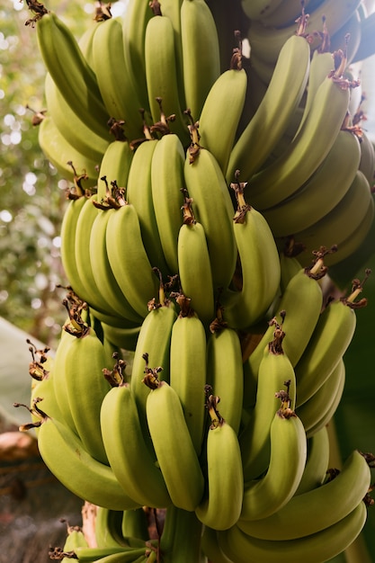 Cerrar plátanos en el árbol