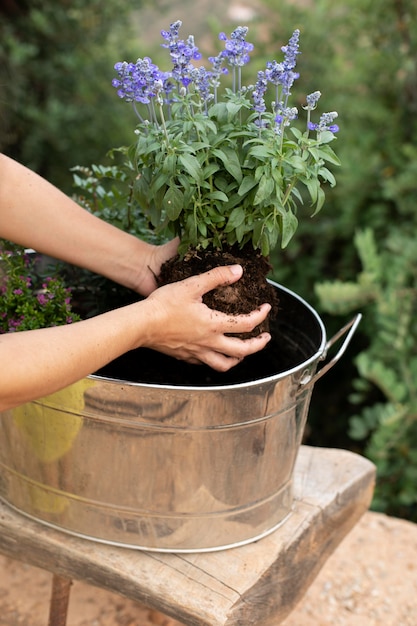 Foto gratuita cerrar el proceso de trasplante de plantas