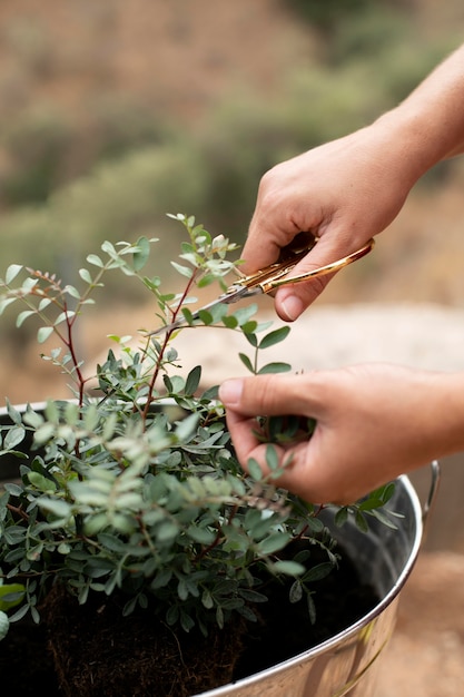 Foto gratuita cerrar el proceso de trasplante de plantas