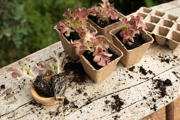 Foto gratuita cerrar el proceso de trasplante de plantas