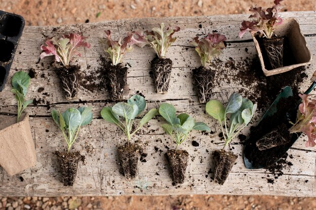 Cerrar el proceso de trasplante de plantas