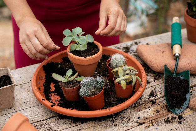 Foto gratuita cerrar el proceso de trasplante de plantas