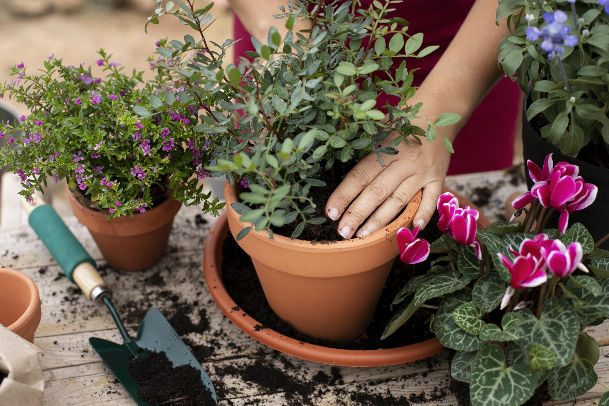 Cerrar el proceso de trasplante de plantas