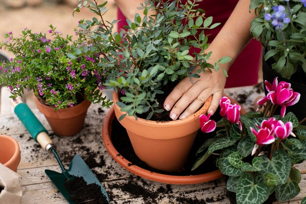 Cerrar el proceso de trasplante de plantas