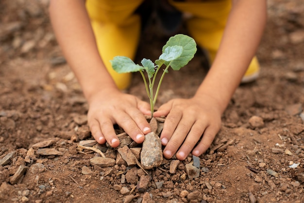 Cerrar el proceso de trasplante de plantas