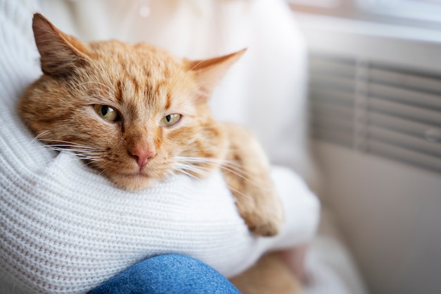 Foto gratuita cerrar propietario sosteniendo lindo gato