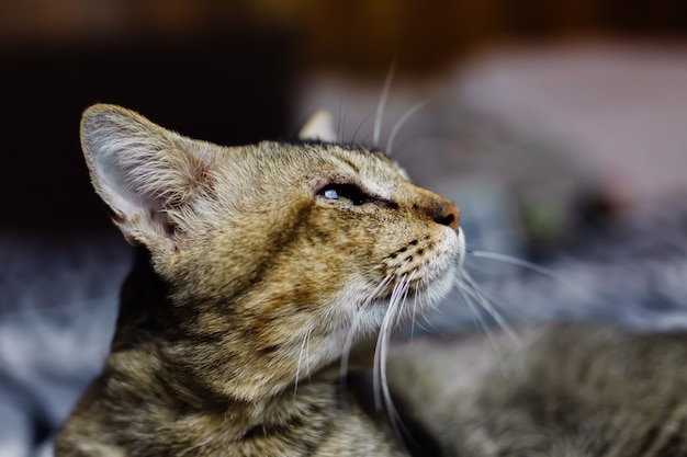 Cerrar retrato de hermoso gato despojado relajante en manta de cebra