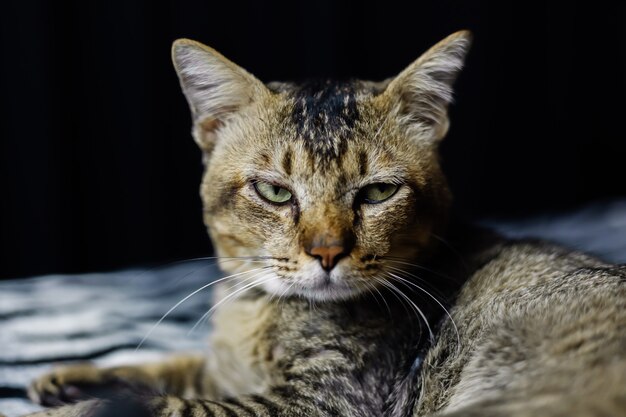 Cerrar retrato de hermoso gato despojado relajante en manta de cebra