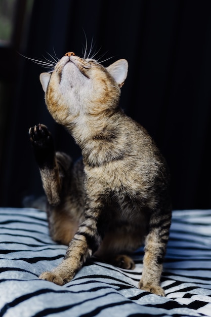 Cerrar retrato de hermoso gato despojado relajante en manta de cebra