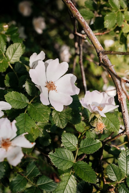 Cerrar Rosa glauca en el jardín.