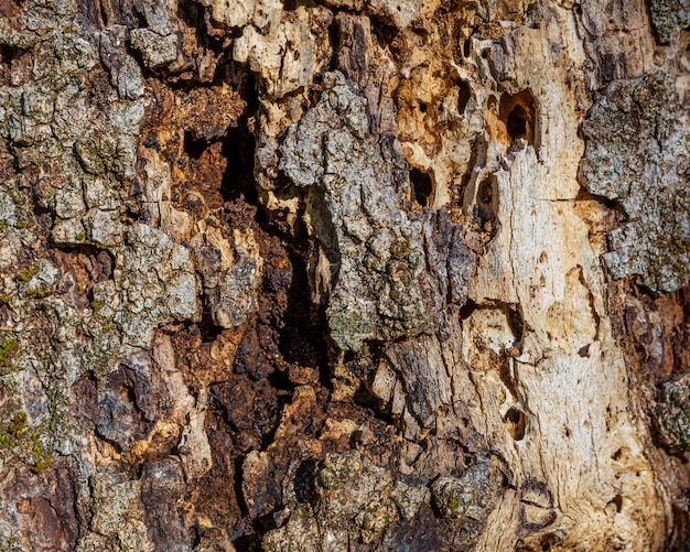 Cerrar textura de árbol