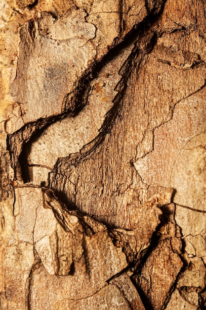 Foto gratuita cerrar = textura de corteza de árbol