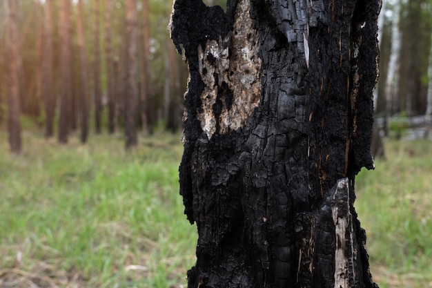 Cerrar en tronco de árbol viejo