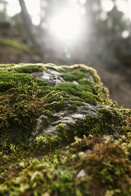 Cerrar la vegetación de la naturaleza