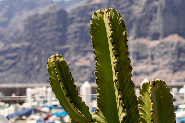 Cerrar vista cactus con fondo borroso