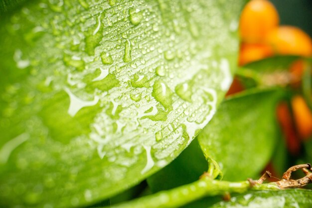 Cerrar vista frontal de hojas verdes en la oscuridad de la foto de la fruta del árbol vegetal ensalada de color fresco aire de la naturaleza