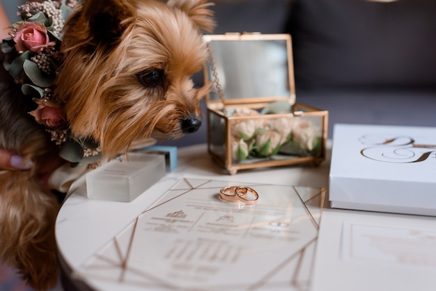 Cerrar vista de perro mirando anillos de boda entre otros accesorios nupciales