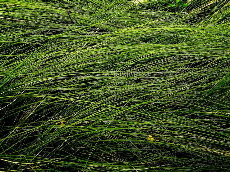 Foto gratuito césped crecido