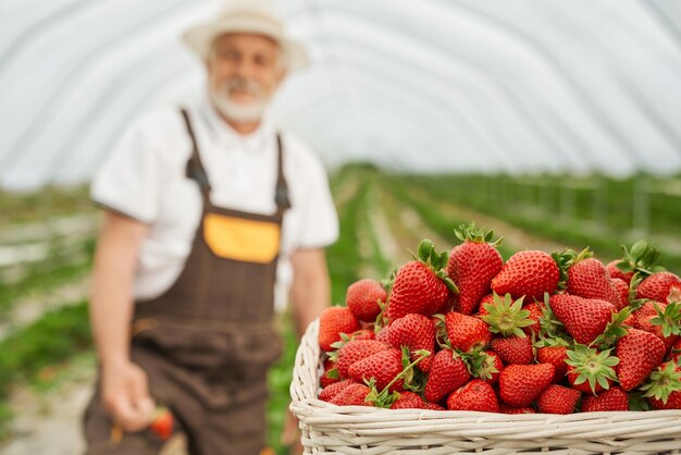 Cesta de fresas maduras con viejo agricultor