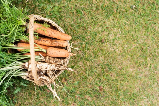 Cesta llena de zanahorias con espacio de copia