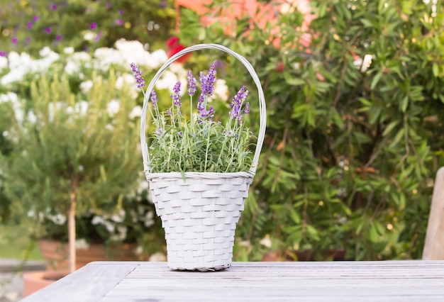 Cesta de mimbre con lavanda.