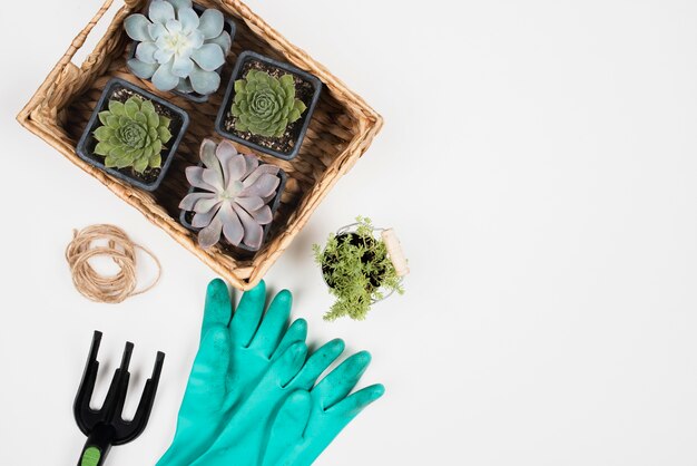 Cesta de plantas y guantes azules.