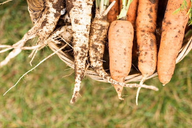 Cesta de primer plano con deliciosas zanahorias de jardín