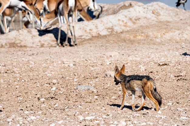 Chacal de lomo negro mirando algunas presas en el pozo de agua, Okaukuejo, Parque Nacional de Etosha, Namibia