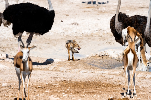 Foto gratuita chacal de lomo negro mirando algunas presas en el pozo de agua, okaukuejo, parque nacional de etosha, namibia