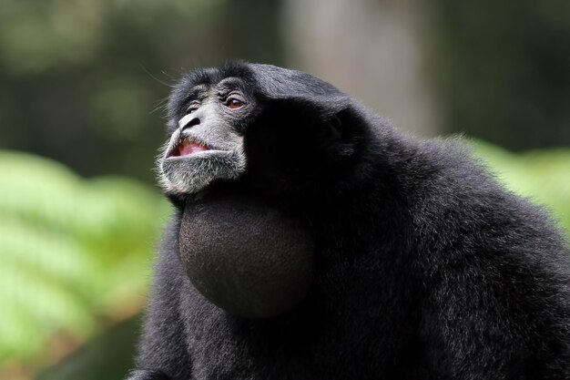 Chamuscar gibbon siamang llamando en la naturaleza