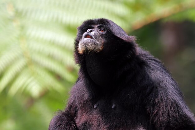 Chamuscar gibbon siamang llamando en la naturaleza