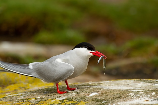 El charrán ártico (Sterna paradisaea) pájaro con peces para la cría en Inglaterra