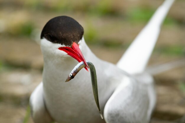 El charrán ártico (Sterna paradisaea) pájaro con peces para la cría en Inglaterra