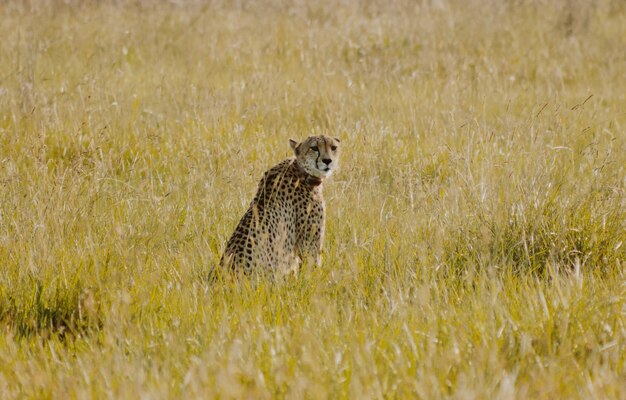 Cheetah sentado en el monte mirando hacia atrás