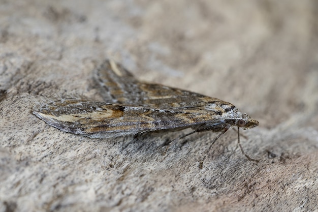 Foto gratuita chesias isabella moth en la corteza de un árbol