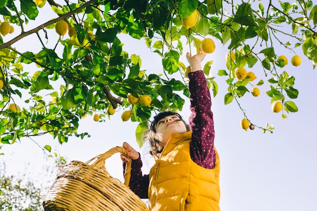 Chica con cesta recogiendo limones