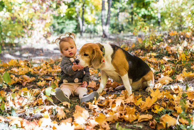 Chica jugando con perro beagle sentado en hojas de arce en el bosque