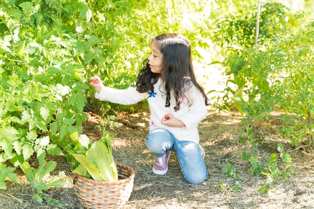 Chica latina recogiendo tomates frescos de plantas en huerta