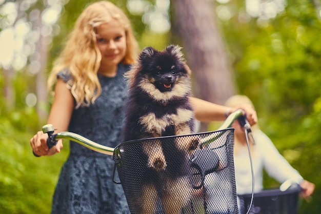 Chica rubia en bicicleta y un perro Spitz en una canasta.