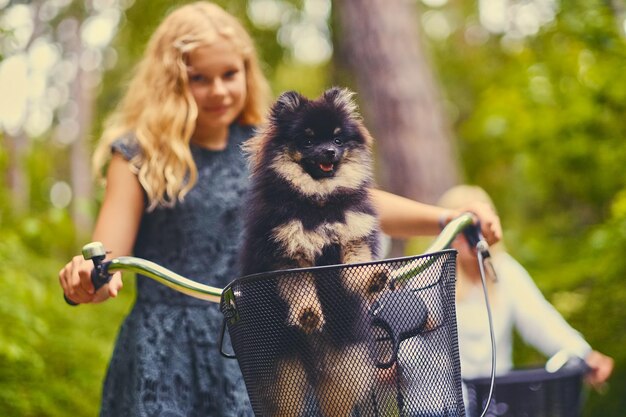 Chica rubia en bicicleta y un perro Spitz en una canasta.