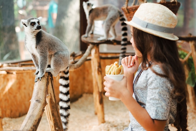 Chica sosteniendo el vaso de rodajas de manzana mirando lémur de cola anillada en el zoológico