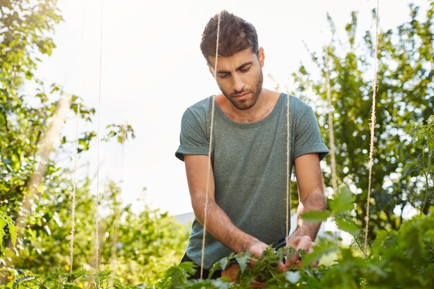 Chico hispano guapo maduro concentrado con camisa azul trabajando en el jardín, cuidando verduras, regando plantas, pasando la noche al aire libre.