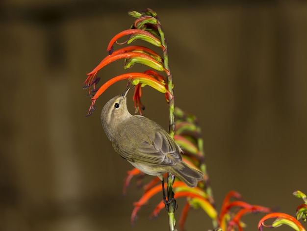 Foto gratuita chiffchaff común, phylloscopus collybita