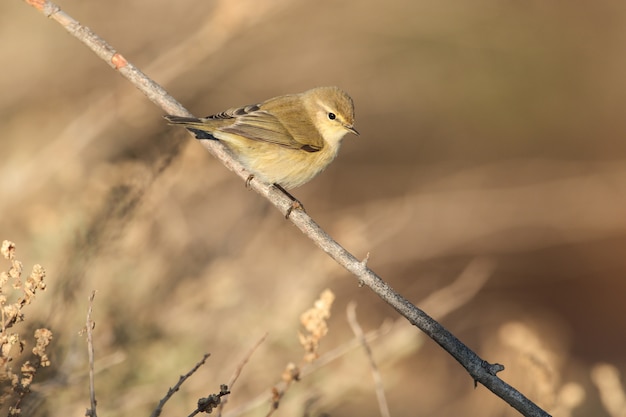 Foto gratuita chiffchaff migratorio común phylloscopus collybita,