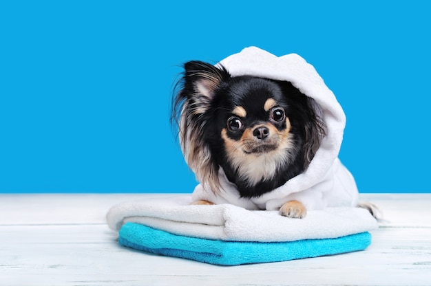Chihuahua en bata de baño en toallas